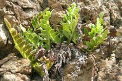 Asplenium decurrens. Small plant with fertile fronds growing on crumbling coastal cliff.
 Image: L.R. Perrie © Leon Perrie CC BY-NC 3.0 NZ